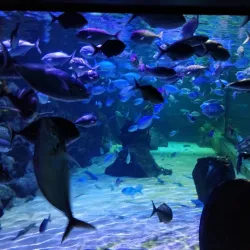 Kelly Tarlton's Sea Life Aquarium - Auckland