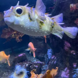 Kelly Tarlton's Sea Life Aquarium - Auckland