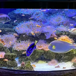 Kelly Tarlton's Sea Life Aquarium - Auckland