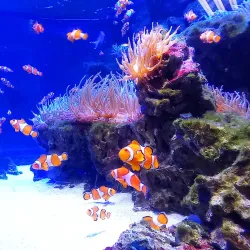 Kelly Tarlton's Sea Life Aquarium - Auckland