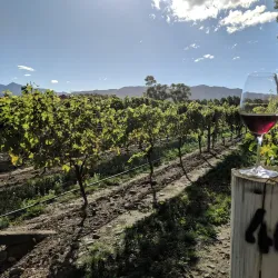 Cloudy Bay Vineyards - Blenheim