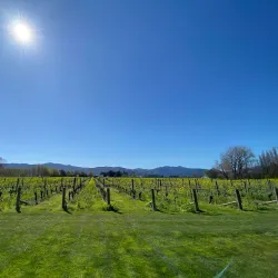 Cloudy Bay Vineyards - Blenheim