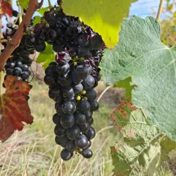 Marlborough Wine Region - Blenheim