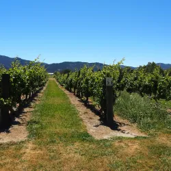 Marlborough Wine Region - Blenheim