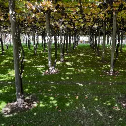 Marlborough Wine Region - Blenheim