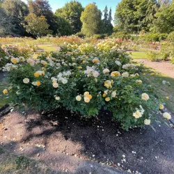 Pollard Park - Blenheim