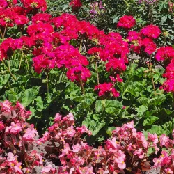 Seymour Square - Blenheim