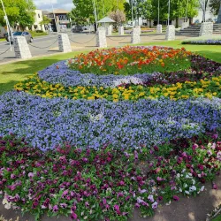 Seymour Square - Blenheim