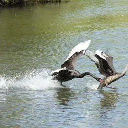 Taylor River Reserve - Blenheim