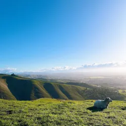 Wither Hills Farm Park - Blenheim