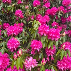 Cambridge Botanical Gardens - Cambridge