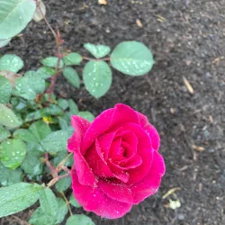 Cambridge Botanical Gardens - Cambridge