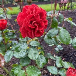 Cambridge Botanical Gardens - Cambridge