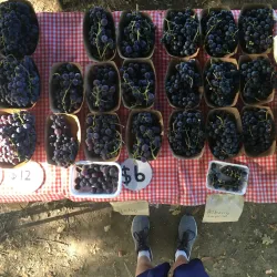Cambridge Farmers' Market - Cambridge