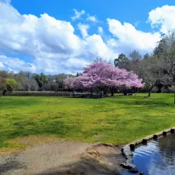 Lake Te Koo Utu - Cambridge