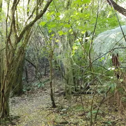 Maungakawa Scenic Reserve - Cambridge
