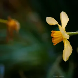 Maungakawa Scenic Reserve - Cambridge