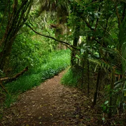Maungakawa Scenic Reserve - Cambridge