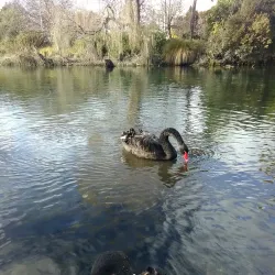 Avon River - Christchurch