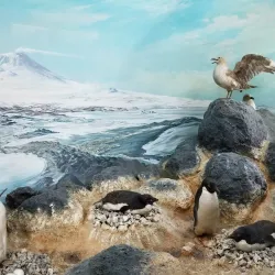 Canterbury Museum - Christchurch