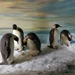 Canterbury Museum - Christchurch