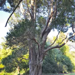 Christchurch Botanic Gardens - Christchurch