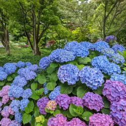 Christchurch Botanic Gardens - Christchurch