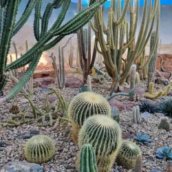 Christchurch Botanic Gardens - Christchurch