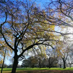 Hagley Park - Christchurch