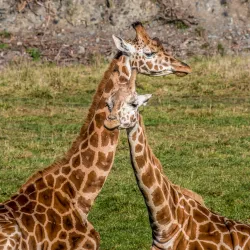 Orana Wildlife Park - Christchurch