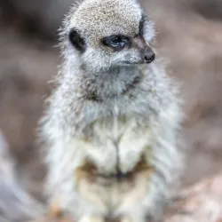 Orana Wildlife Park - Christchurch