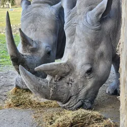 Orana Wildlife Park - Christchurch