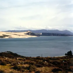 Hokianga Harbour - Dargaville