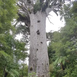 Tane Mahuta - Dargaville