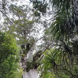 Tane Mahuta - Dargaville