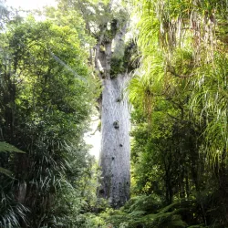 Tane Mahuta - Dargaville