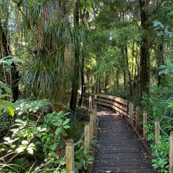 Tane Mahuta - Dargaville