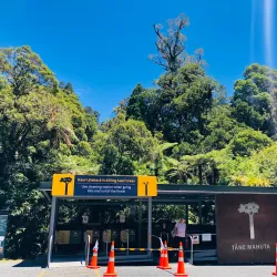 Tane Mahuta - Dargaville
