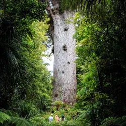 Tane Mahuta - Dargaville