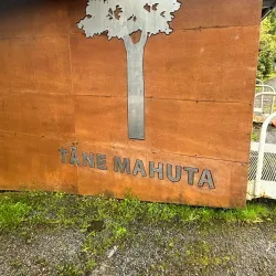 Tane Mahuta - Dargaville