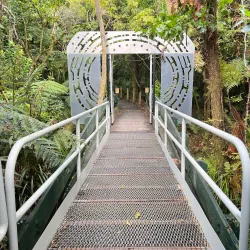 Tane Mahuta - Dargaville