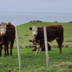 Otago Peninsula - Dunedin