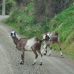 Otago Peninsula - Dunedin