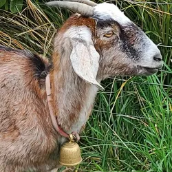 Otago Peninsula - Dunedin