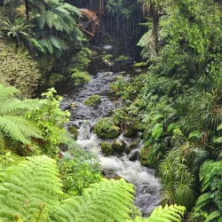 Pukeiti Rhododendron Trust - Eltham