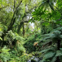 Pukeiti Rhododendron Trust - Eltham