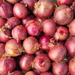 Feilding Farmers' Market - Feilding
