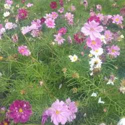 Geraldine Domain - Geraldine