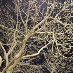 Geraldine Domain - Geraldine