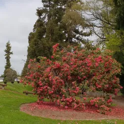 Geraldine Domain - Geraldine